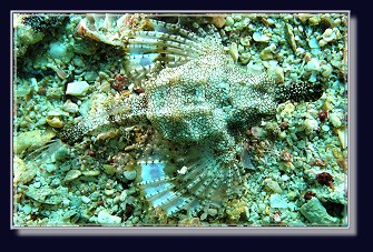 Fische und Korallen am Hausriff in Marsa Alam - Tauchen lernen mit Coraya und Padi
