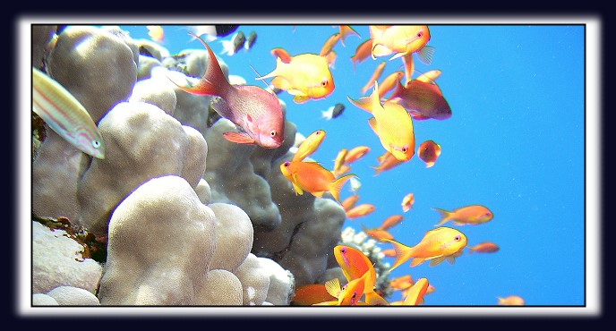 Tauchen am Coraya Divers Fantazia Hausriff im Roten Meer