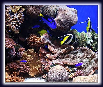 Tauchvorbereitung der Coraya Divers Padi Tauchschule Ägypten
