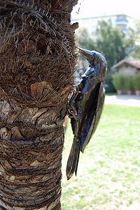 Faune et flore, l'art Zimbabw&eacute;en