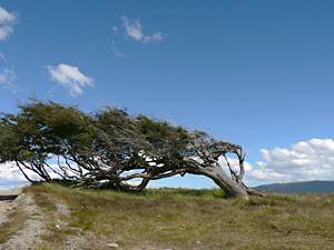Wanderreiter