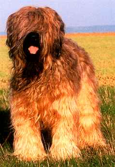 Briard Vater Xcalibur