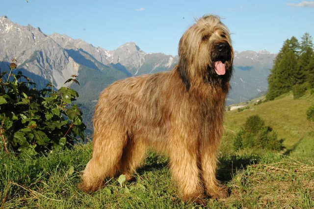 Deeogee beim Posieren oberhalb Sent im Engadin Juni 2008