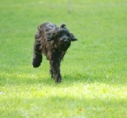 Renn-Briard Dave