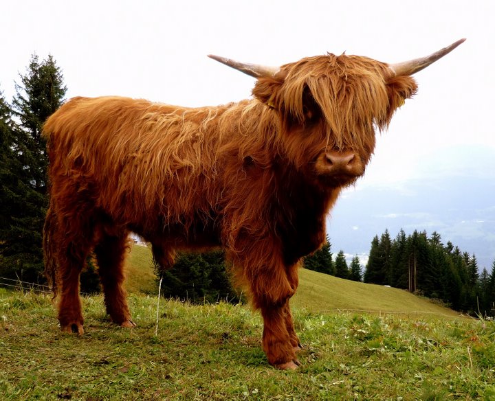 Ur-Ur-Ur-Ur Vorfahre von Deeogee