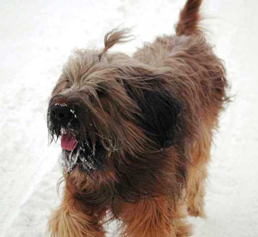 Deeogee im Tiefschnee