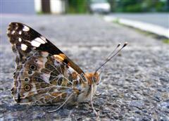 Schmetterling