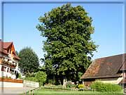 Sommerlinde in der Dorfmitte