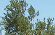 Olivenbaum r1c2