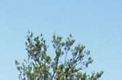 Olivenbaum r1c4