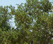 Olivenbaum r2c1