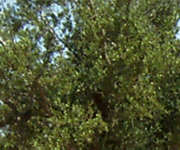 Olivenbaum r2c2