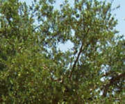 Olivenbaum r2c3