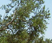 Olivenbaum r2c4