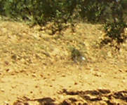 Olivenbaum r3c1