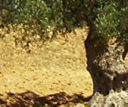 Olivenbaum r3c2