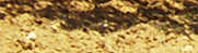 Olivenbaum r4c1