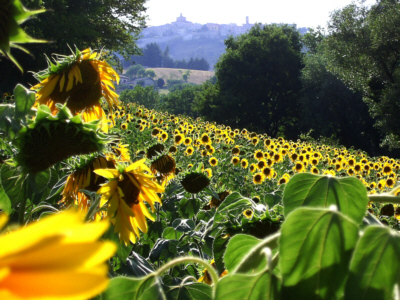 Sonnenblumenfeld bei Arcevia in den Marken