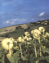 Sonnenblumen unf aufziehendes Gewitter