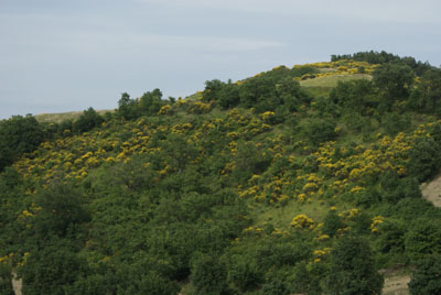Wandern in Italien, Ginsterbl&uuml;te am Monte San Giovanni, im Naturpark