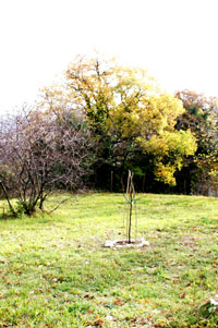Quittenbaum im Garten