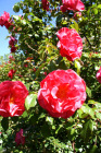 DSC01255.JPG