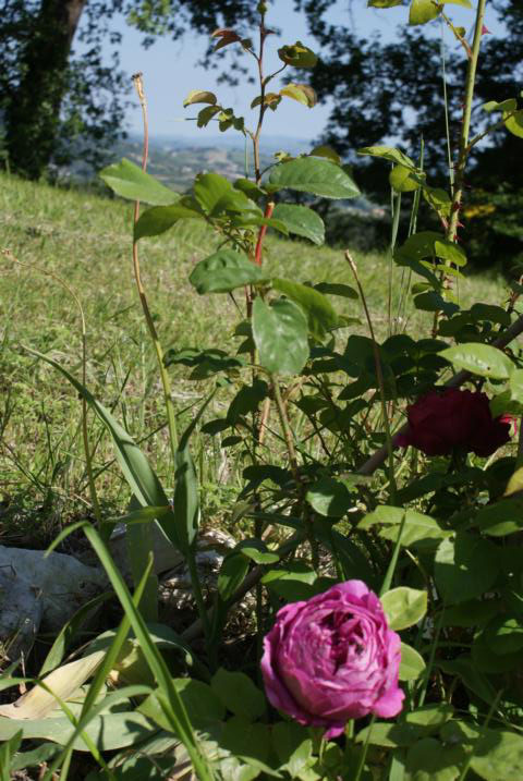 Blick nach Montecarotto, Duftrose von Austin