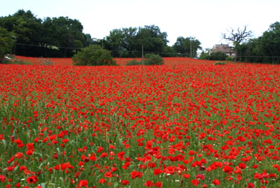Mohnblumen im Feld