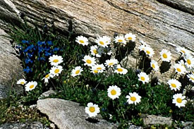 Sommerferien in Disentis, Bündner Oberland - Val Piora - das Blumenparadies der Schweiz