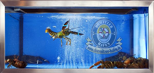 D�mitzer Hafengastronomie und Hotel - Aquarium
