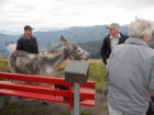 Alm-2010-9.gif Alm-2010-9.gif