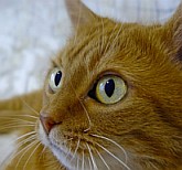 Werden wir Menschen nicht als Dosen&ouml;ffner bezeichnet, weil wir den Katzen immer ihre D&ouml;schen mit leckerem Katzenfutter aufmachen?