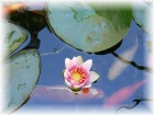 relaxen am Teich