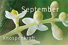Knospenkraft - Der Wohlf&uuml;hl Naturkalender September 2011 