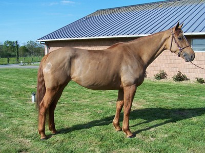 Quorigane des Princes
