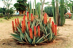 Garten auf Gamikaub