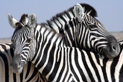 Zebras im Etosha Nationalpark
