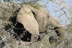 Elefanten im Etosha