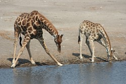 Am Wasserloch im Etosha