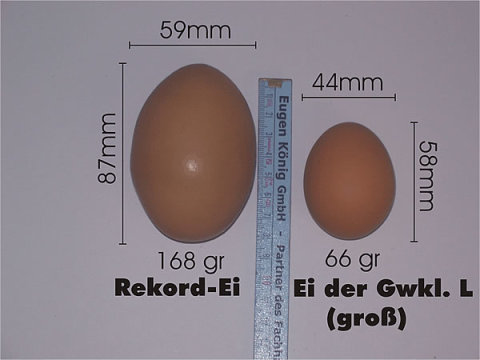 Das Rekord-Ei zum vergleich mit einem normalen L-Ei
