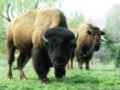 Bisons in Loogh/Eifel
