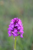Orchideen in Loogher Wachholderheide