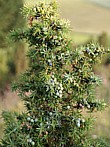 Wachholderbeeren in der Loogher Wachholderheide