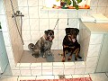 Freunde beim Baden