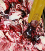Eis & Gelati, Leichte Base 100