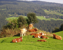 Wetter heute. Bild: Herbert Hicker
