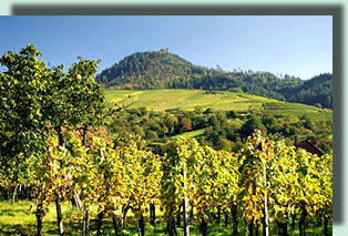 Weingut Emil Kopp Ekovino