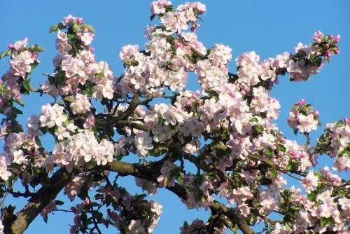 Apfelbl&uuml;te in den Obstbaumalleen