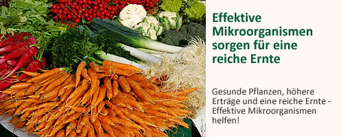 bild2-pflanzen.jpg