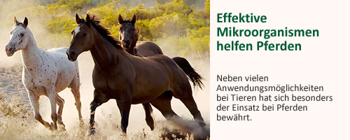 bild1-pferde.jpg